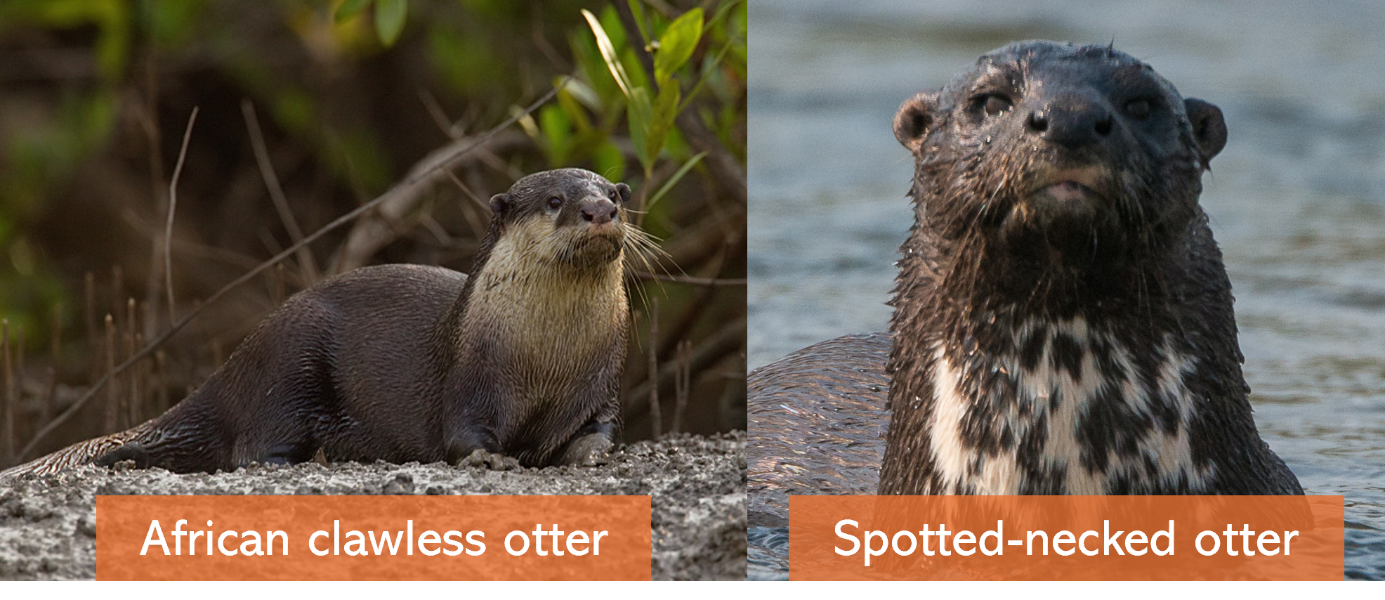 Otter Spotters Species